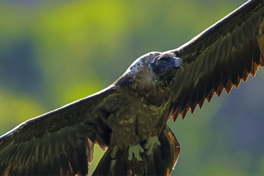 Bartgeier Recka im Flug | © Markus Leitner
