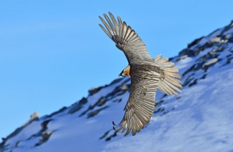 Adulter Bartgeier im Kurvenflug | © Hansruedi Weyrich