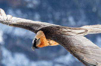 Adulter Bartgeier im Flug, Nahaufnahme | © Hansruedi Weyrich