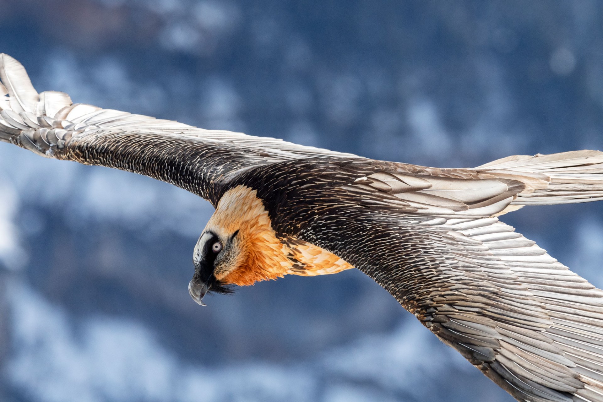 Adulter Bartgeier im Flug, Nahaufnahme | © Hansruedi Weyrich