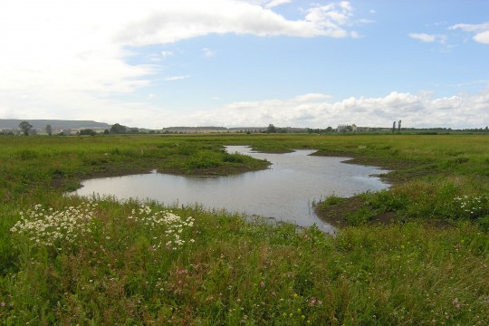 Strukturreiche Wiese mit feuchter Senke | © Christiane Geidel