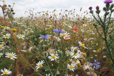 Blühfläche im Sommer. | © Franziska Wenger