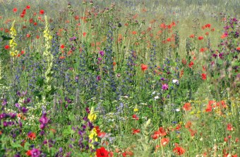 Blühfläche im Sommer 4 | © Thomas Staab