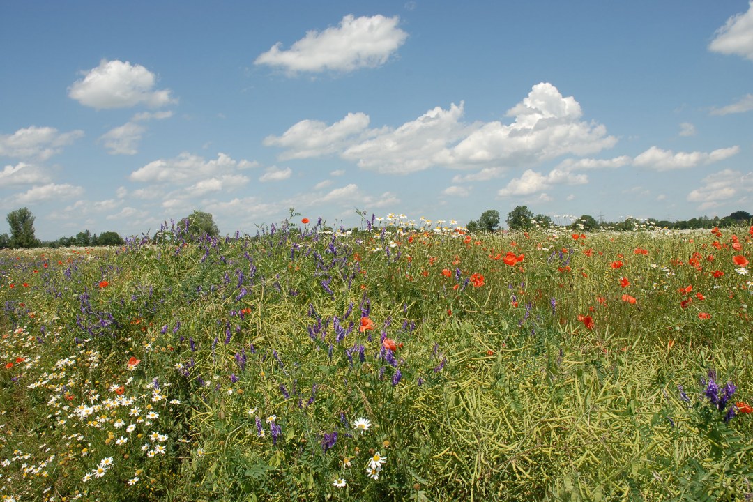 Bunte Blumenwiese im Vordergrund, im Hintergrund blauer Himmel mit weißen Wolken | © Dr. Eberhard Pfeuffer