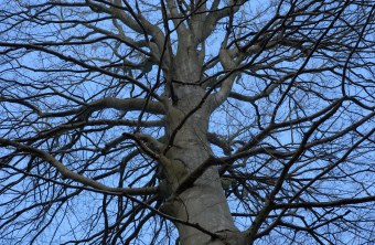Blick in die Krone einer Rotbuche im Winterzustand | © Thomas Stephan