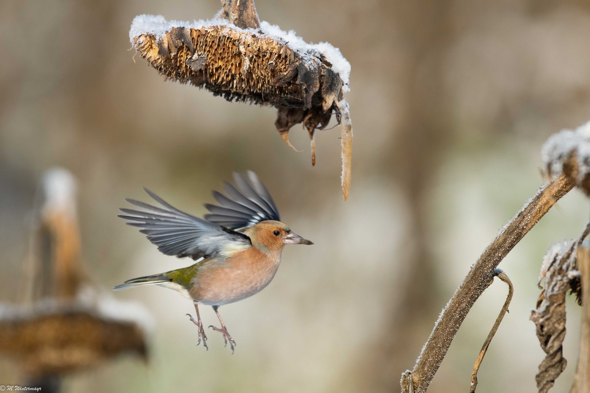 Buchfink | © Michael Wintermayr