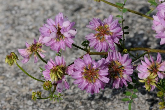 Bunte Kronwicke hat hellrosa Blüten mit circa zwanzig Blüten pro Dolde. Die Dolden stehen dicht an bogig überhängenden Zweigen | © Dr. Eberhard Pfeuffer