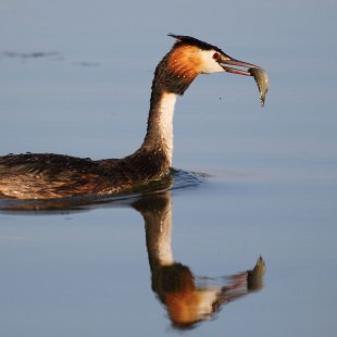 Haubentaucher auf dem Wasser mit Beute im Schnabel, einem Fisch | © Carl-Peter Herbolzheimer