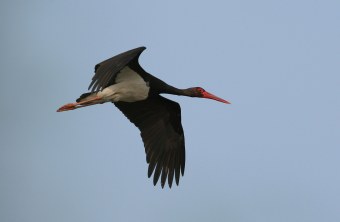 Schwarzstorch fliegt am Himmel | © Zdenek Tunka