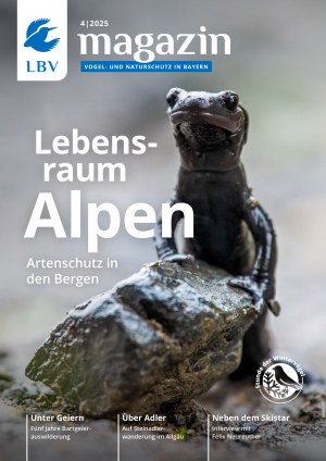 Cover LBV-Magazin Ausgabe 04/2025 mit Alpensalamander
