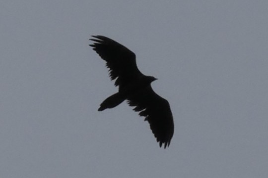 Dagmar im Flug