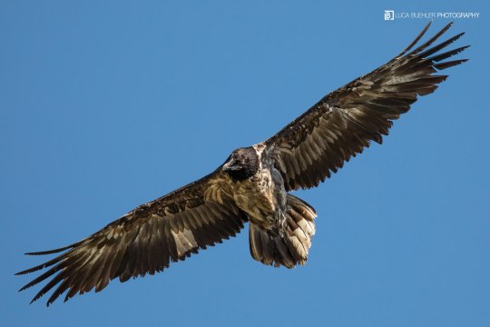 Dagmar Flugbild |© Luca Buehler