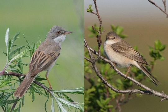 Dorngrasmücke männlich links weiblich rechts | H. u. H. Zinnecke / Hans-Joachim Fünfstück