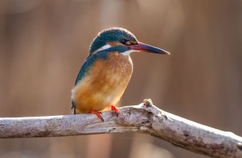 Eisvogel sitzt auf einem Ast | © Marcus Bosch