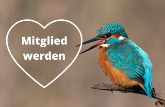 Eisvogel mit einem Herz indem Mitglied werden steht | © Rainer Schaaf