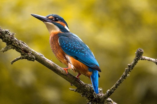 Eisvogel auf einem Ast schaut nach links oben | © Malte Aufderlandwehr