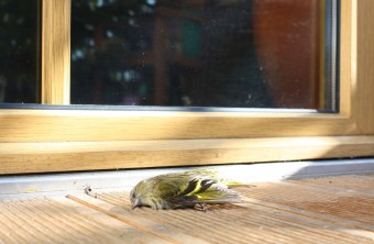 Toter Erlenzeisig vor einem Fenster | © C. Bria