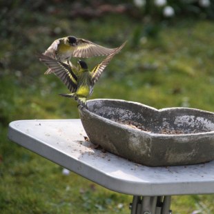 Erlenzeisigpärchen an einer Futterstelle vor einer herzförmigen Keramikschale, die mit Futter gefüllt ist | © Yvonne Schöfer