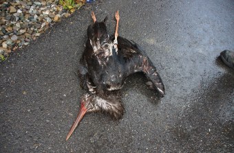 Ein toter Schwarzstorch liegt auf einem asphaltiertem Weg, der nass aussieht. Man erkennt einen Ring an seinem rechten Bein | © Privat