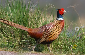 Fasan auf einer Wiese in voller Größe | © Zdenek Tunka