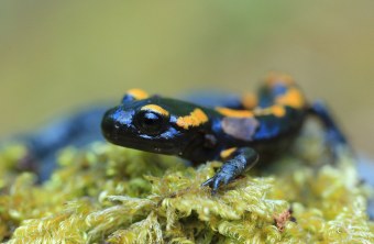 Feuersalamander | © Stefan Masur