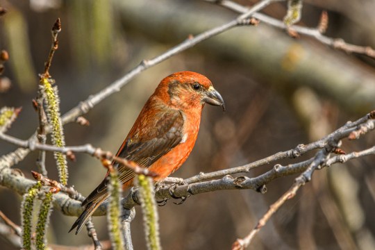 Fichtenkreuzschnabel | © Michael Guggenberg