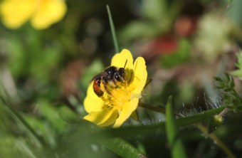 Eine Sandbiene sitzt auf einer gelben Blüte | © Tarja Richter