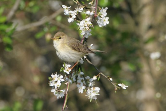 Fitis auf einem Ast mit Blüten | © Hans-Joachim Fünfstück