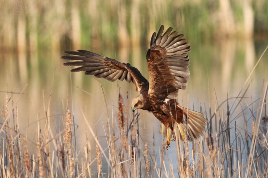 Fliegende Rohrweihe setzt zur Landung im Schilf an | © Zdenek Tunka