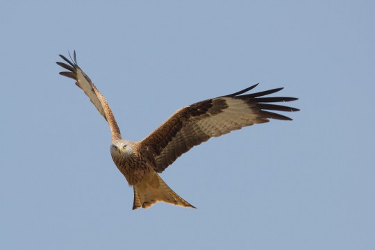 Rotmilan im Flug | © Markus Gläßel