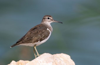 Ein Flussuferläufer steht auf einem Stein. Er ist im Profil zu sehen. | © Frank Derer