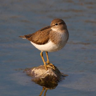 Flussuferläufer steht auf einem Stein, der aus dem Wasser herausragt | © Zdenek Tunka