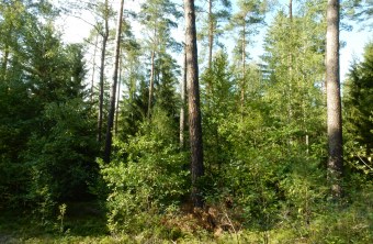 GP 10-20 Wald Teublitz - Christian Stierstorfer