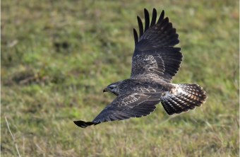 Fliegender Mäusebussard | © Herbert Henderkes