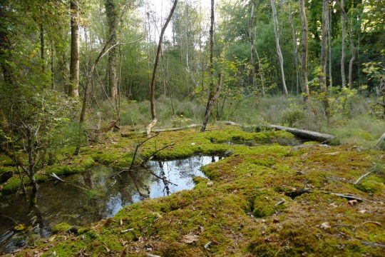 Lebensraum des Feuersalamanders | © Markus Brindl