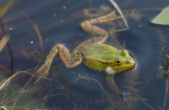 Kleiner Teichfrosch | ©  Dr. Eberhard Pfeuffer