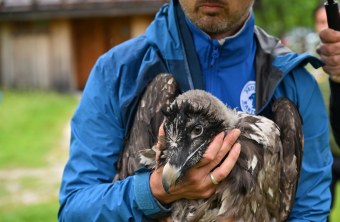 Bartgeierdame Dagmar | © Hansruedi Weyrich