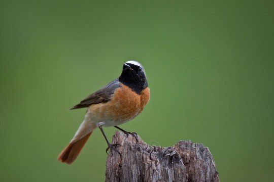 Gartenrotschwanz auf einem Baumstumpf | © Marcus Bosch