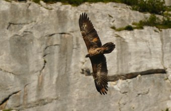 Generl transportiert einen Ast | © Christian Steiger