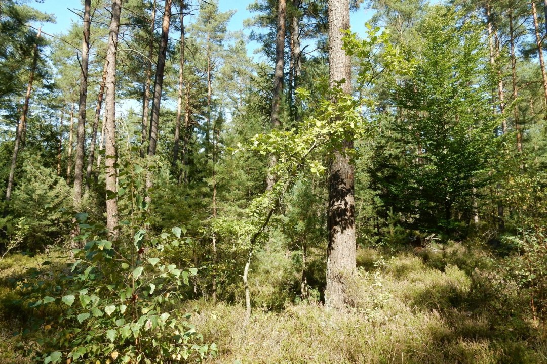 Gesunder Zukunftswald | © Christian Stierstorfer