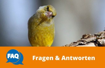 Grünfink | © Horst Scheler