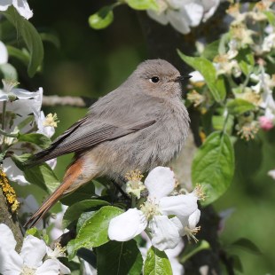 Hausrotschwanz-Weibchen sitzt auf einem Baum mit weißen Blüten | © Ferdinand Baer