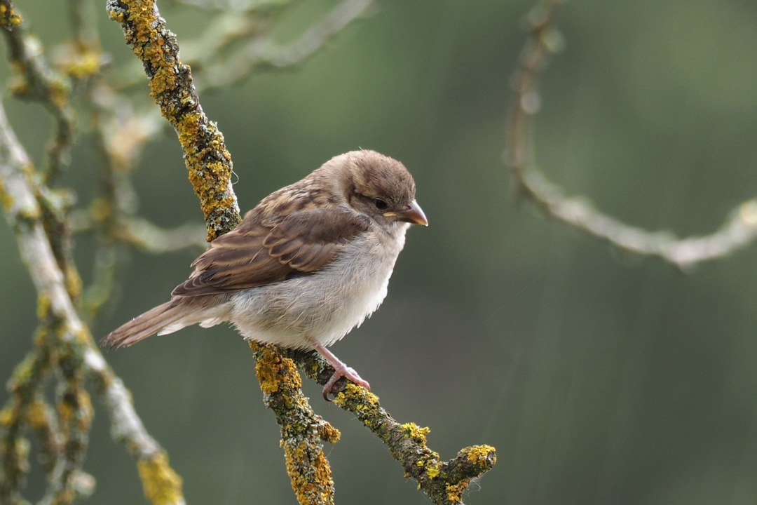 Haussperling-Jungvogel auf einem Ast | © Ludwig Holl