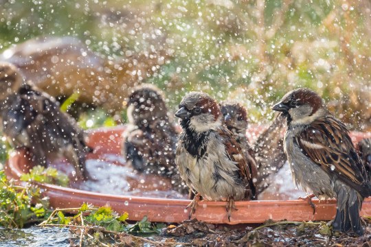 Haussperlinge in Vogeltränke | © Ralph Sturm