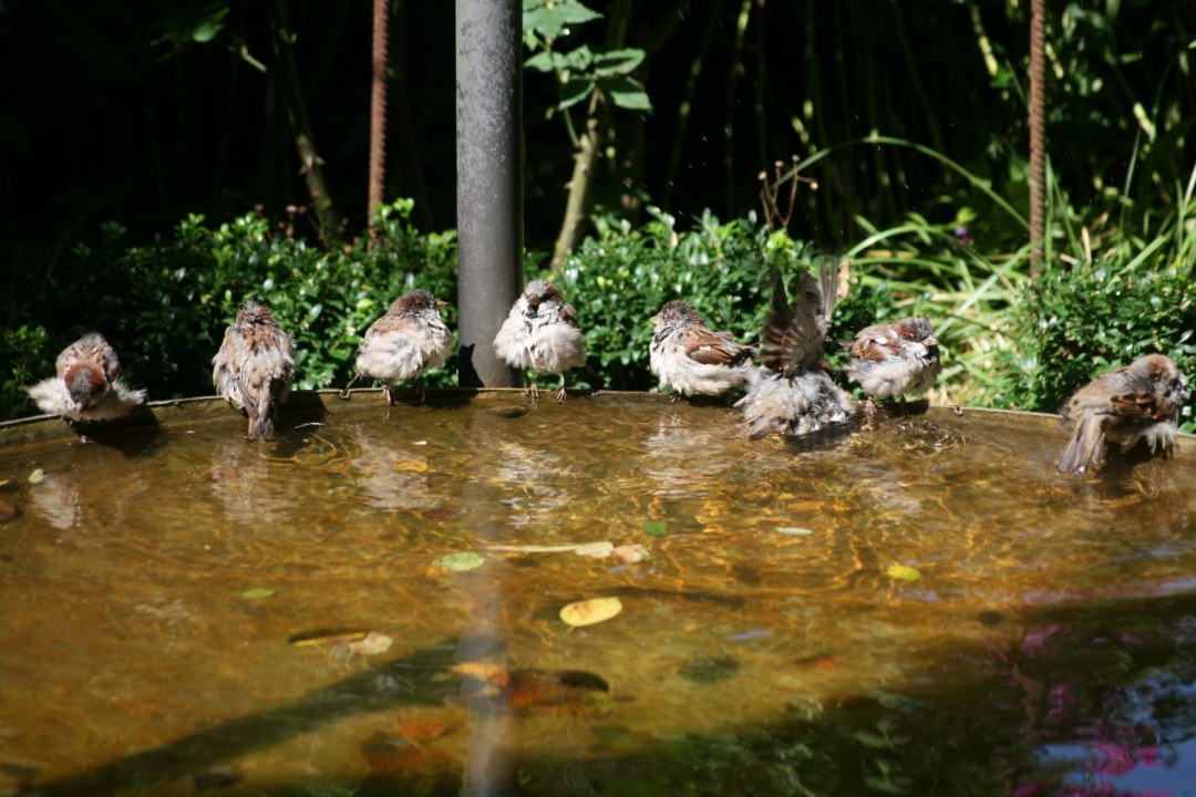 Nasse Haussperlinge sitzen Rand einer Wasserstelle und baden sich genüsslich, alle sind nass | © Rainer Breitsamer