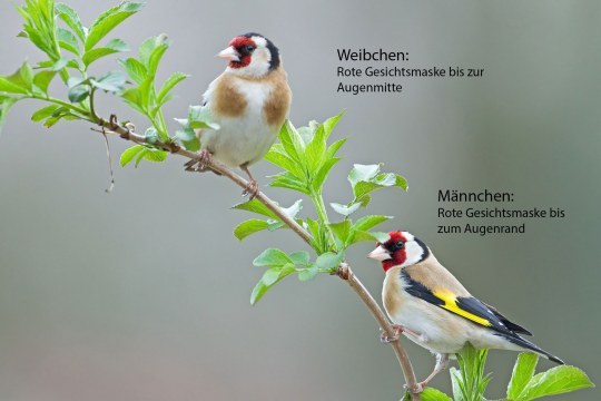 Unterscheidung von Stieglitz Weibchen und Männchen | © Michael Radloff