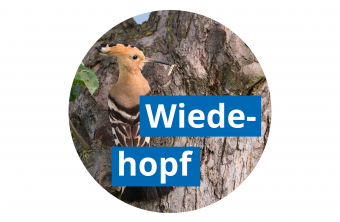 Wiedehopf auf einem Baum