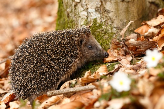 Igel im Wald mit viel Laub | © Günther Angermeier