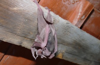 Jungtier Große Hufeisennase hängt noch nackt an einem Holzbalken an der Decke | © Rudi Leitl