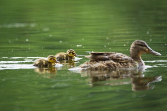Junge Stockente mit Mutter | C. Becher